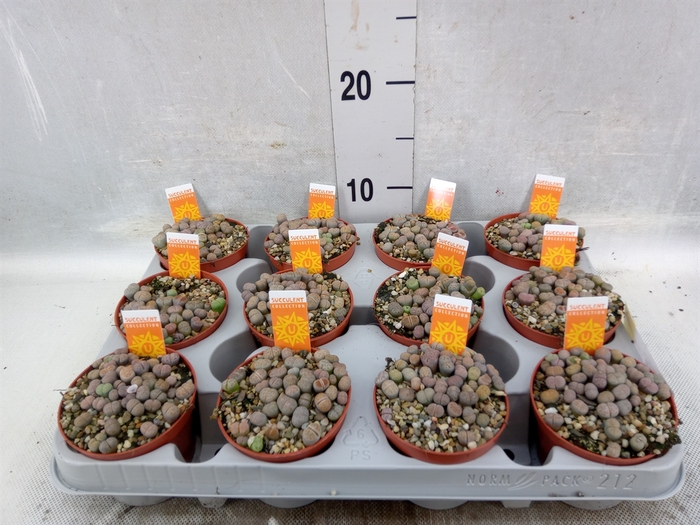 <h4>Lithops spp.</h4>