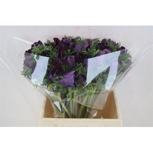 Anem Mistral Super Violet