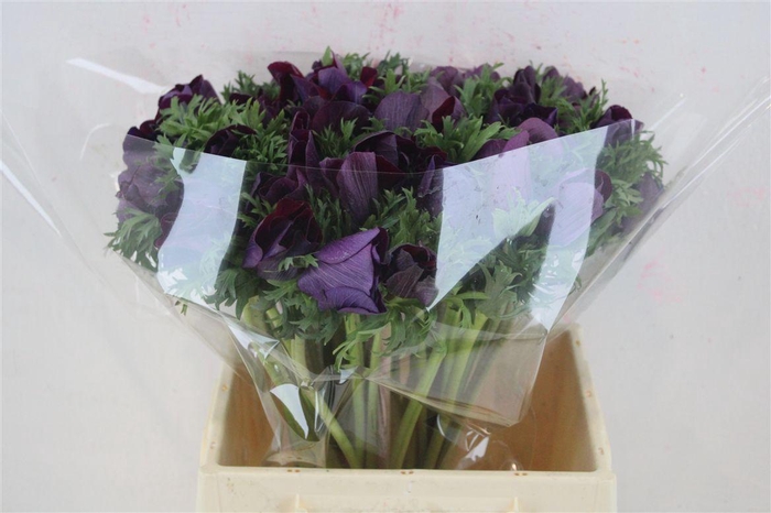 <h4>Anem Mistral Super Violet</h4>