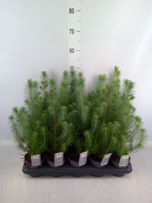 <h4>Pinus pinea 'Silver Crest'</h4>