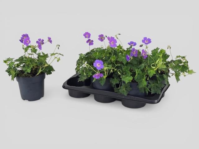 <h4>GERAN BLOOM ME AWAY</h4>