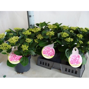 Hydrangea mac.   ...