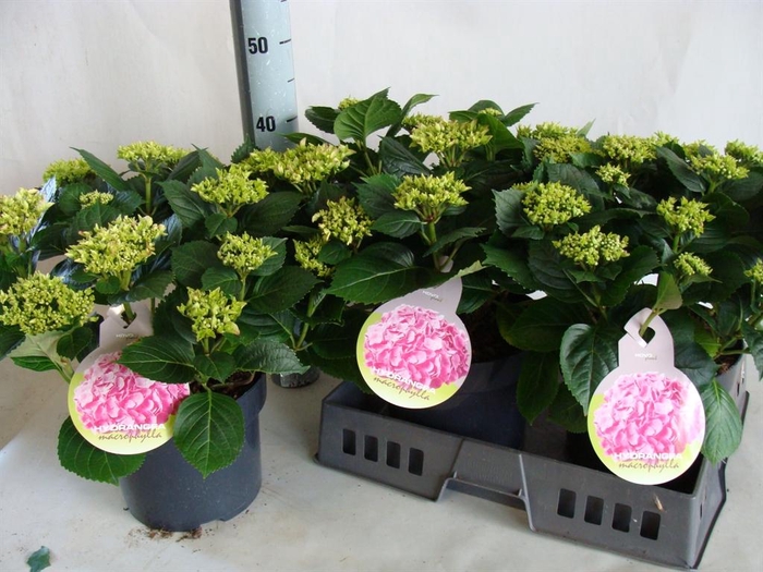 <h4>Hydrangea mac.   ...</h4>