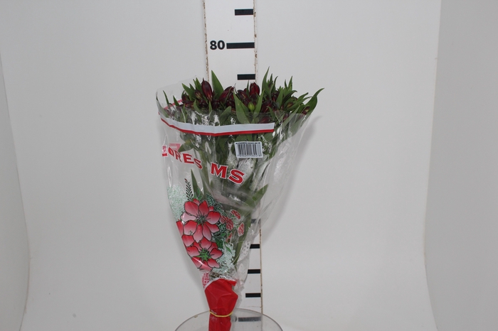 <h4>ALSTROEMERIA NATALYA 080 CM</h4>
