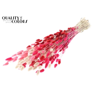 Lagurus per bunch Lady Mix