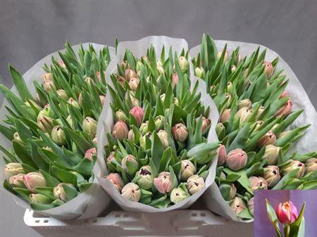 <h4>Tu Du Columbus</h4>