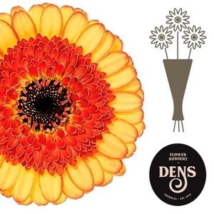 Germini Decora Water