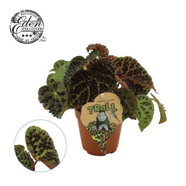 <h4>Begonia rex Ferox 12cm</h4>