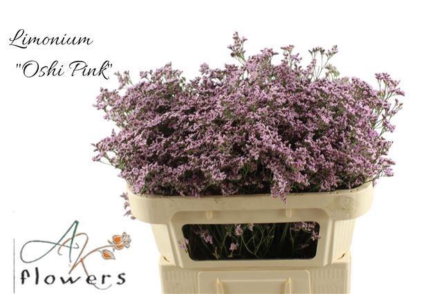 <h4>LIM SAF OSHI PINK</h4>