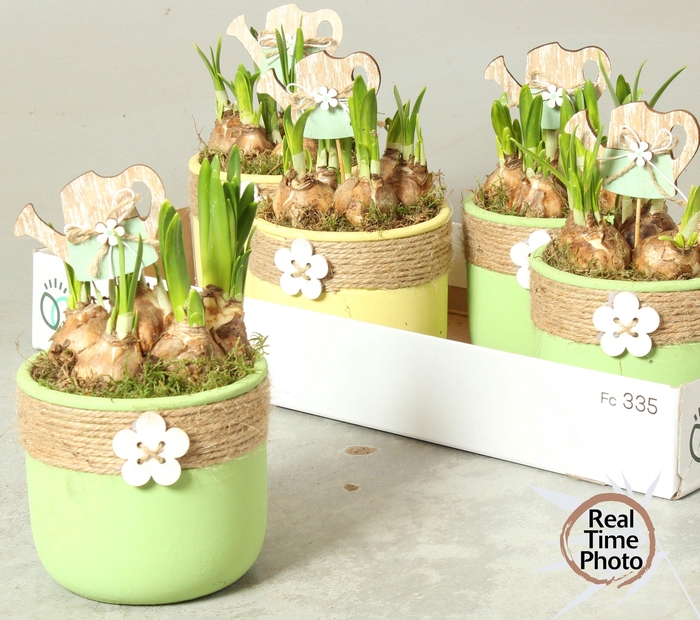 <h4>ARR NARCISSUS</h4>