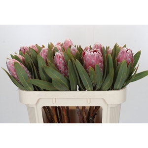 Protea Pink Lady
