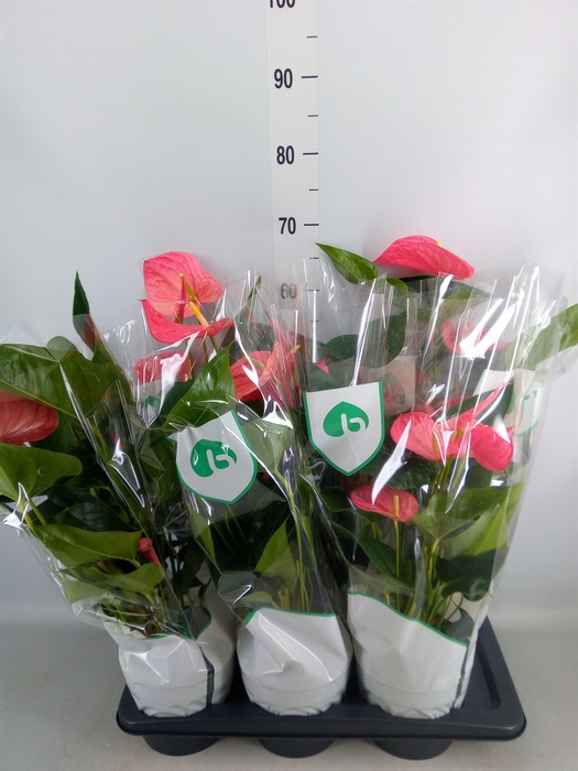 <h4>Anthurium andr. 'Maine'</h4>