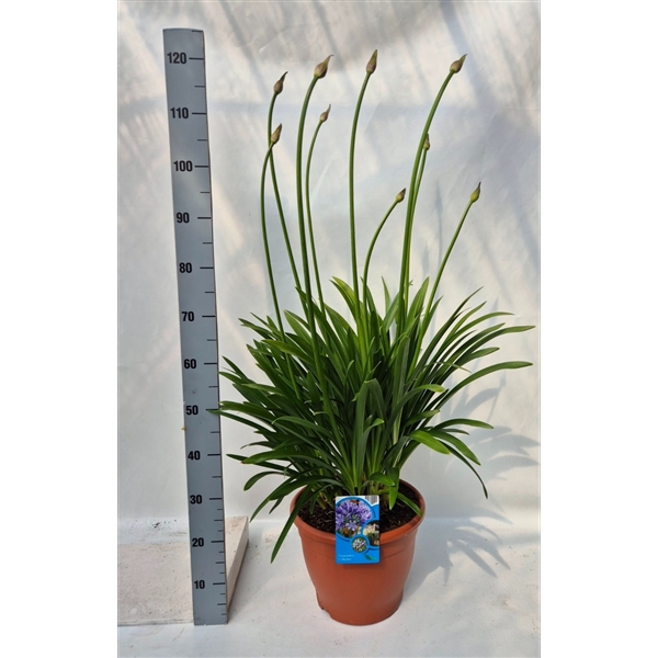 <h4>Agapanthus Columba</h4>