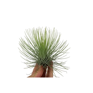 Tillandsia andreana