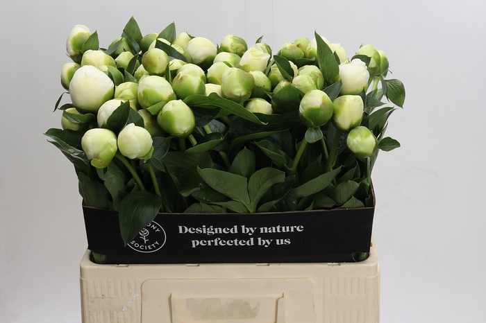 <h4>Paeonia Lact. Bridal  Shower</h4>