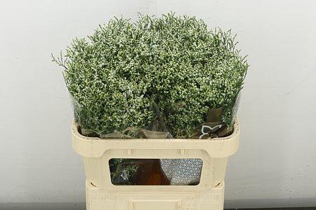 <h4>LIM SIN CLEAR DIA</h4>