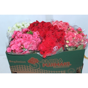 BEGONIA P15