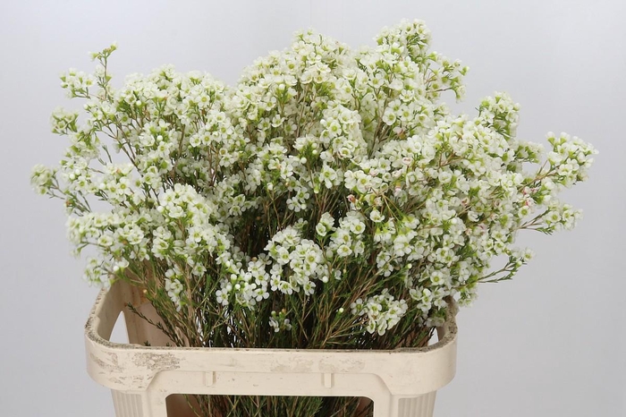 <h4>Chamelaucium Dawn Pearl</h4>