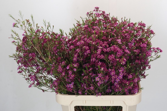 Chamelaucium Purple Rain