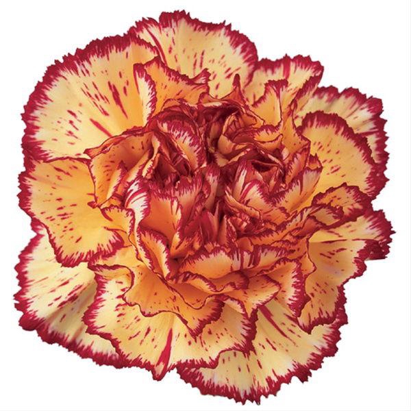 <h4>DI ST VIANA</h4>