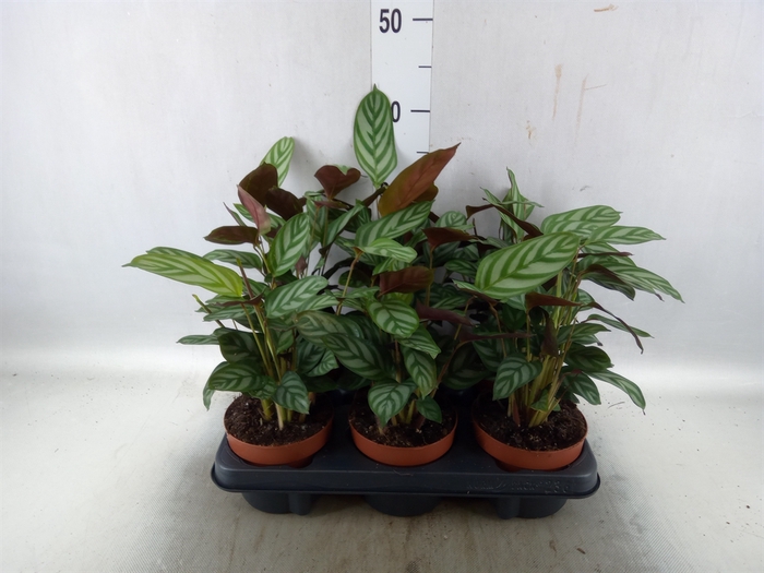 <h4>Ctenanthe setosa 'Green Flag'</h4>