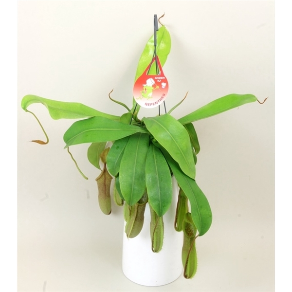Nepenthes 'Louisa'
