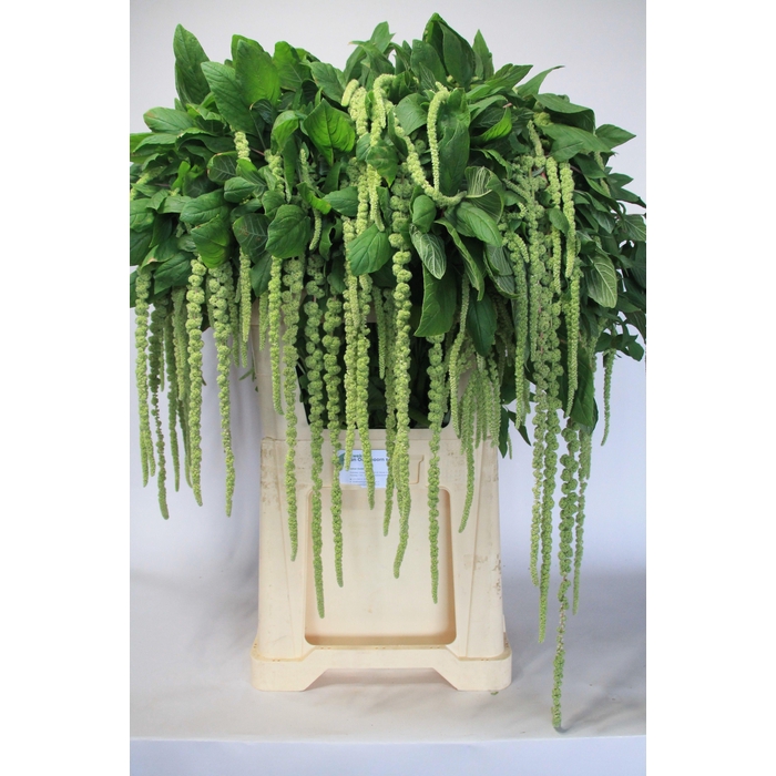 <h4>Amar Ca Green Cord</h4>