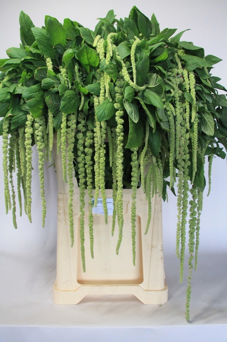 Amar Ca Green Cord