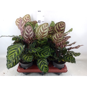 Calathea makoyana