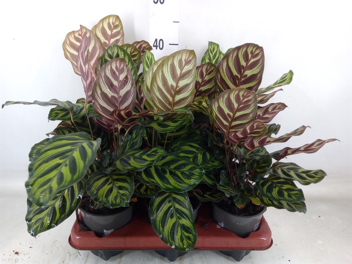 <h4>Calathea makoyana</h4>