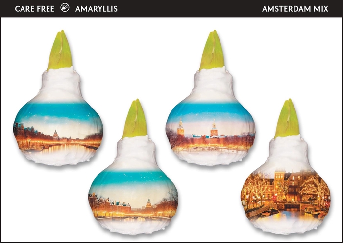 <h4>A.BULB of Art - 36cm Amsterdam Mix</h4>