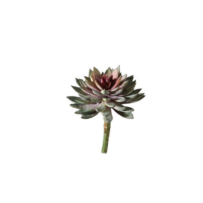 <h4>Artificial flowers Succulent 20cm</h4>
