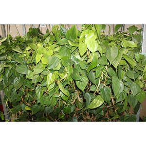 PHILODENDRON SCANDENS C21 MIN 100 CM PENDENTE