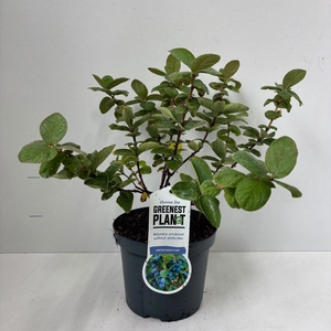 Lonicera