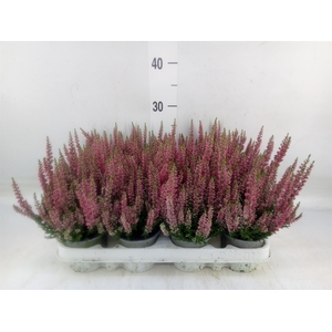 Calluna vulg. 'Beauty L Siska'