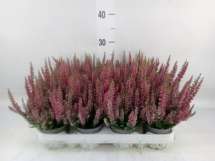 <h4>Calluna vulg. 'Beauty L Siska'</h4>