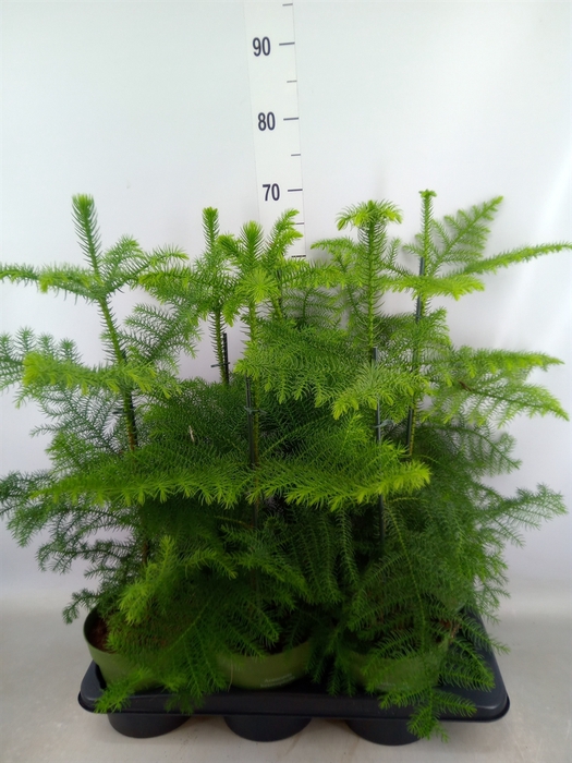 <h4>Araucaria heterophylla</h4>