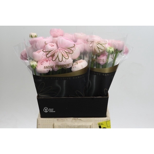 Ranunculus Clooney Favola
