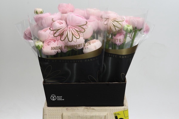 <h4>Ranunculus Clooney Favola</h4>