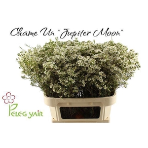 CHAME UN JUPITE MOON