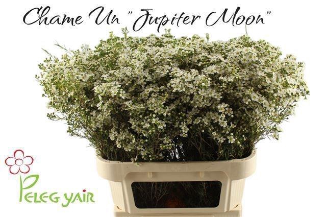 <h4>CHAME UN JUPITE MOON</h4>