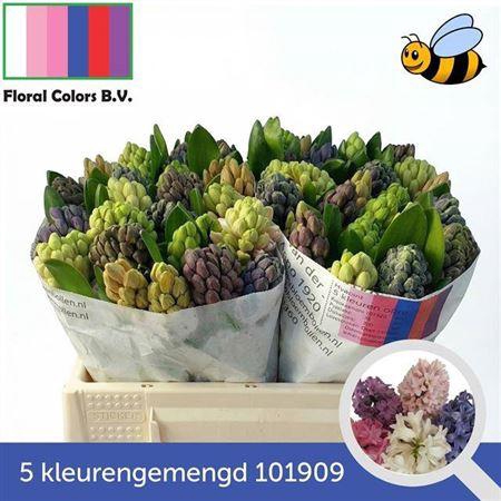 <h4>Hyac Gem 5 Kleuren</h4>