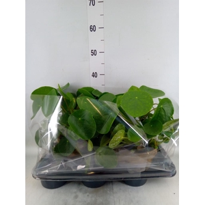 Pilea peperomioides