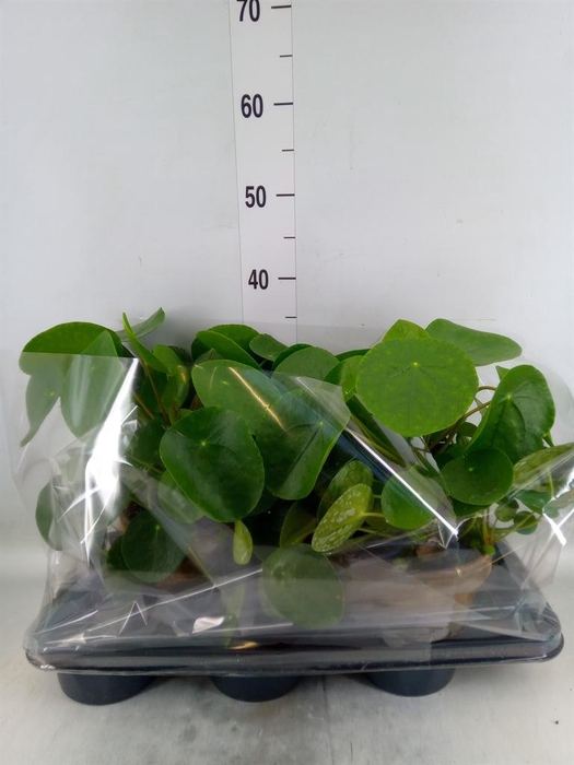 <h4>Pilea peperomioides</h4>