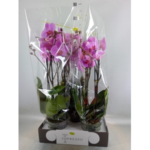 Phalaenopsis   ...rose