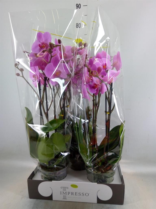 <h4>Phalaenopsis   ...rose</h4>