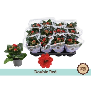 Kalanchoë Double Red
