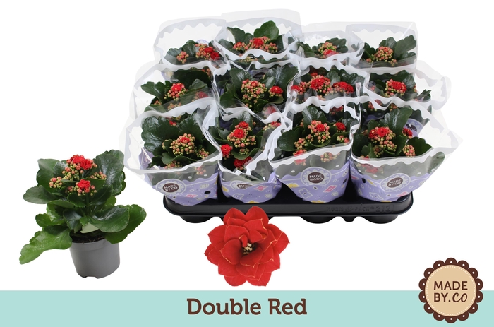 <h4>Kalanchoë Double Red</h4>