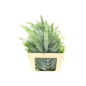 Phlebodium Bluestar Extra