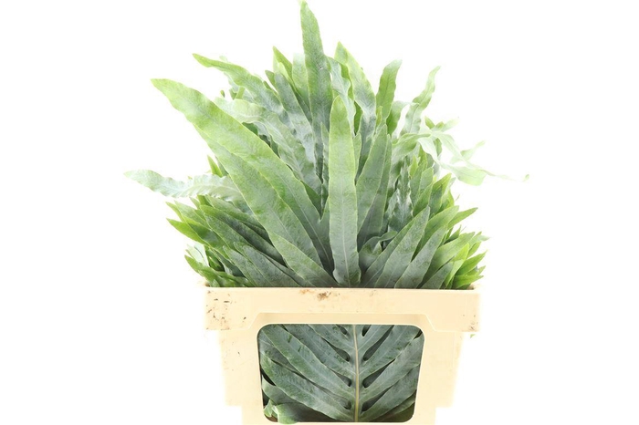 <h4>Phlebodium Bluestar Extra</h4>